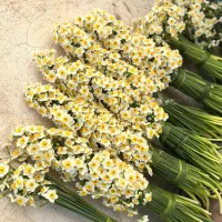 فروش عمده گل نرگس خفر