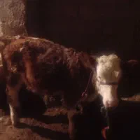 گوساله ماده