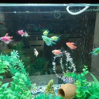 آکواریوم ۷۰×۳۰ ارتفاع ۶۰ واقع در علم و صنعت