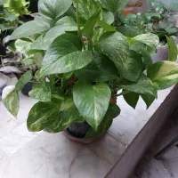 گل قاشقی گل پتوس ابلق|گل و گیاه طبیعی|کرج, اصفهانی‌ها|دیوار