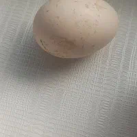 تخم مرغ لاری درجه یک