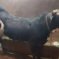 گوساله نر جنس پرواری و داشتی