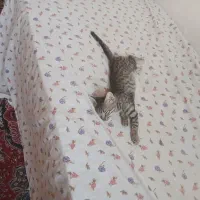 گمشده گربه|حیوانات|سبزوار, فرهنگیان|دیوار