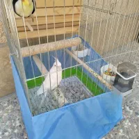 عروس هلندی سفید جفت تر و ماده