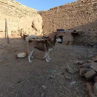 هاسکی|سگ|نیشابور, مازول|دیوار