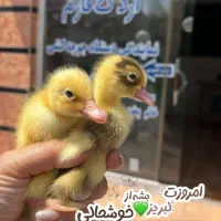 جوجه اردک/جوجه گلپایگان/جوجه غاز /جوجه بوقلمون