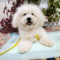 شیتزو ۹ ماهه|سگ|شیراز, کوشک میدان|دیوار