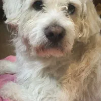 سگ گمشده|حیوانات|فلاورجان, |دیوار