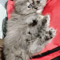 پرشین ماده|گربه|فولادشهر, B4|دیوار