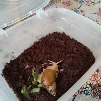 حلزون ۱۷ سانتی|خزنده|تهران, بلورسازی|دیوار