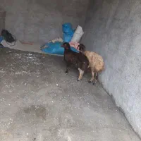 دو راس‌میش‌بره‌جوان‌درجه‌یک