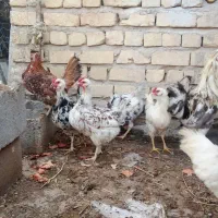 مرغ و خروس گلین و تخم نطفه دار گلین