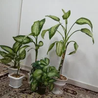 دیفن|گل و گیاه طبیعی|اسلام‌‌آباد غرب, |دیوار