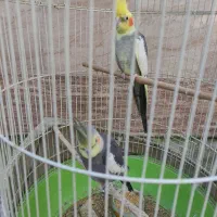 یک جفت عروس هلندی|پرنده|رشت, گلسار|دیوار