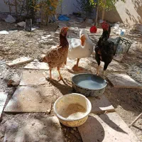 فروش لاری|حیوانات مزرعه|قیدار, |دیوار