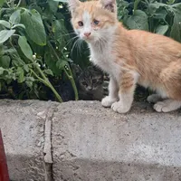گربه خانگی|گربه|مشهد, هفده شهریور|دیوار