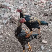 جوجه لاری افغانی|حیوانات مزرعه|گوگان, |دیوار