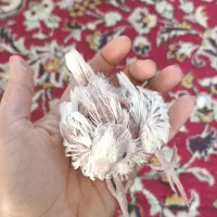 جوجه عروس هلندی آلبینو