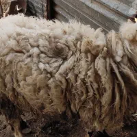 بره نره ۵۰ کیلو