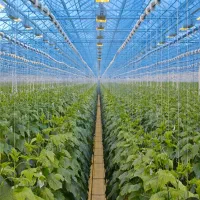 گلخانه آماده بهره‌برداری|فروش دفتر صنعتی، کشاورزی، تجاری|عسگران, |دیوار