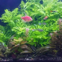 اکواریوم گیاه طبیعی|ماهی|مشهد, نیزه|دیوار