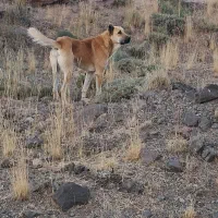 سرابی ۱۴ ماه گله ایی فی ۸|سگ|ماکو, |دیوار