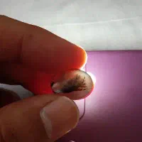 نگین شجر|کلکسیون اشیاء عتیقه|کرمان, |دیوار