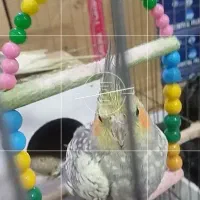 جفت عروس هلندی با قفس|پرنده|مشهد, شیرودی|دیوار