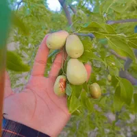 عناب گلابی