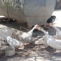 قو غاز لیندا