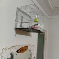 قناری نروماده سبز سوخته|پرنده|محمدیه-قزوین, |دیوار