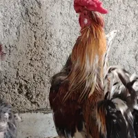 خروس گلین چهل تاج