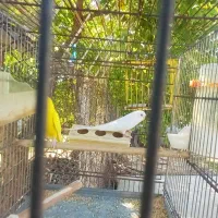 مرغ عشق هلندی