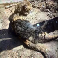 گربه dsh ‌|گربه|تهران, صادقیه|دیوار