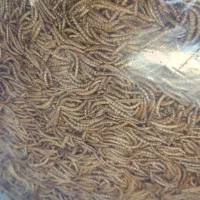 میلورم درجه یک