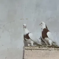 کبوتر|پرنده|همدان, |دیوار