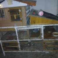 فروش فوری قفسه کبوتر با کبوتر