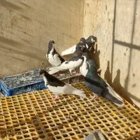 سلام چندبعدی شهری|پرنده|برازجان, |دیوار