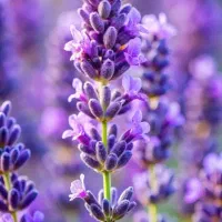 عرقیجات خوب و ادویه معطر
