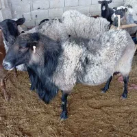 قوچ رومانف|حیوانات مزرعه|رادکان, |دیوار