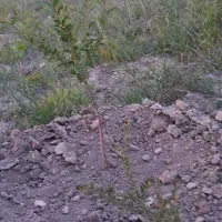 زمین دیم|فروش دفتر صنعتی، کشاورزی، تجاری|آذرشهر, |دیوار