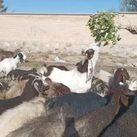 نربز جوان|حیوانات مزرعه|سبزوار, قصبه شرقی|دیوار