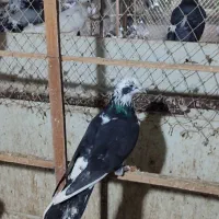 کبوتر|پرنده|بندر ترکمن, |دیوار