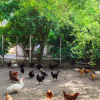 اجاره روزانه/هفتگی/ماهانه آپارتمان ۱۲۰ متری|اجارهٔ کوتاهمدت آپارتمان و سوئیت|گرگان, |دیوار