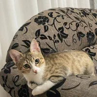 واگذاری رایگان گربه D sh|گربه|رشت, گلسار|دیوار