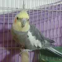 جفت عروس هلندی بالغ وتخمگذار