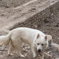 هاسکی سامویید اصل|سگ|قزوین, |دیوار