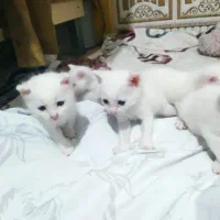 بچه گربه میکس پرشین واسکاتیش|گربه|بابل, |دیوار