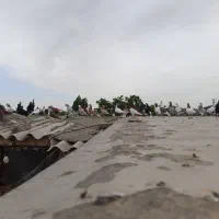 کبوتر رنگی ۳۵ عدد
