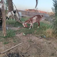 7راس بز پاکستانی ابستن|حیوانات مزرعه|جیرفت, |دیوار